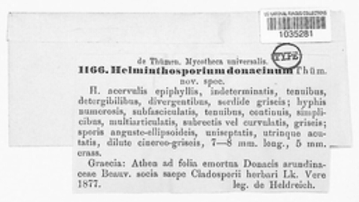 Helminthosporium donacinum image